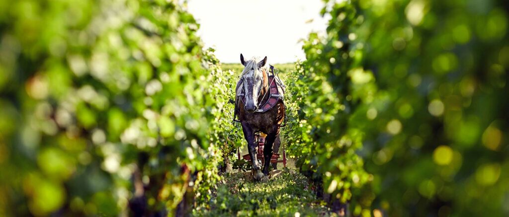 Un cheval labour les vignes