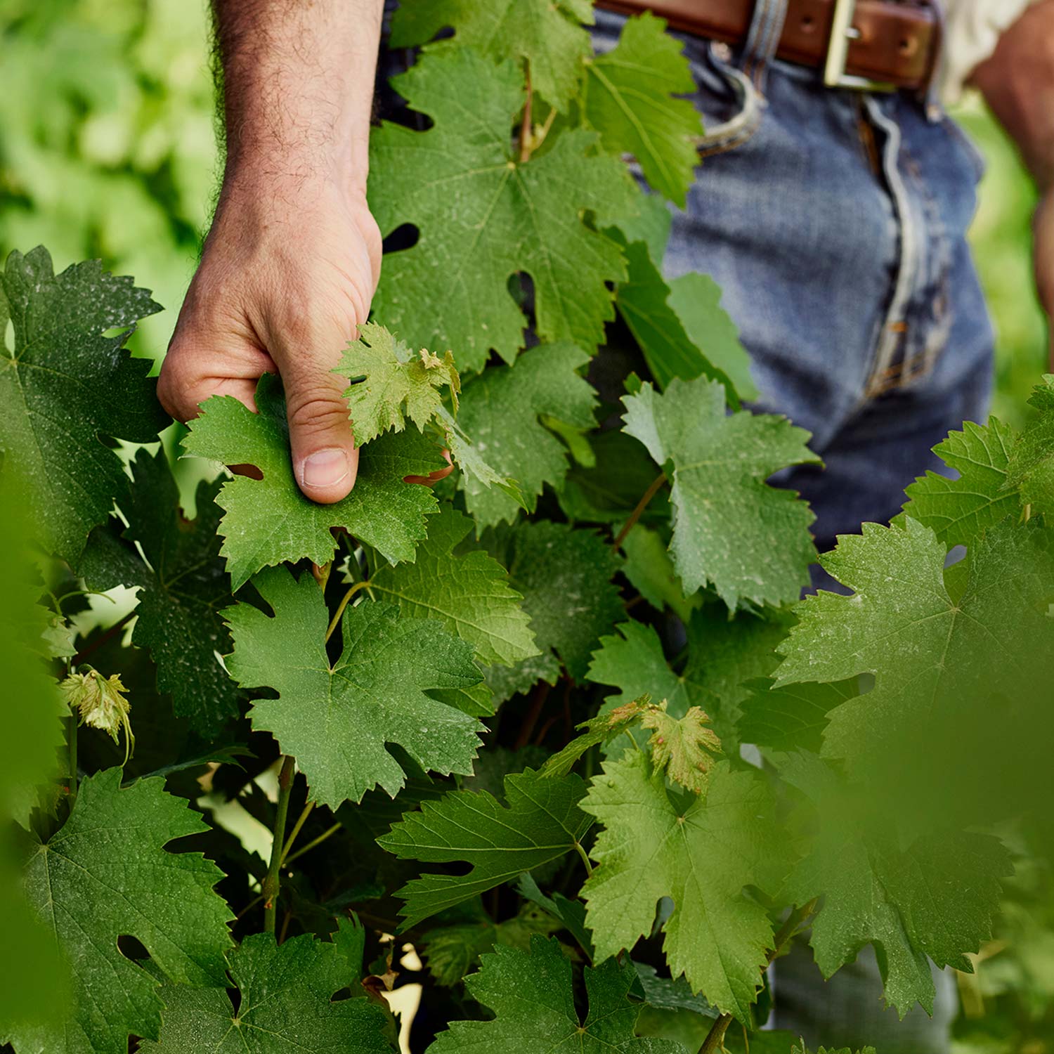 Saison des vendanges à bordeaux