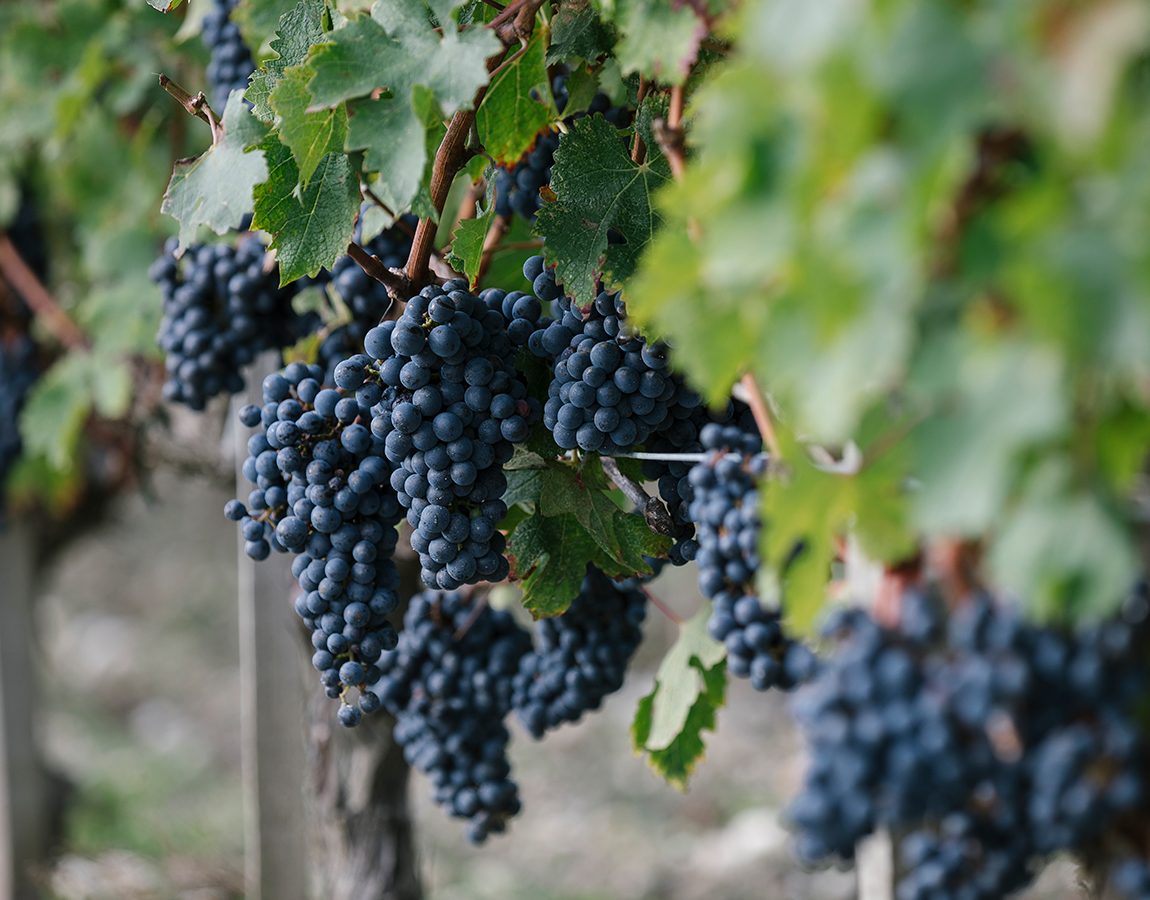 Grappes de raisins prêts à vendanger