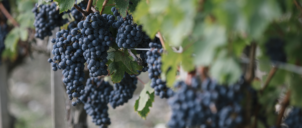 Comprendre les cépages des vins de Bordeaux pour l'assemblage du vin.