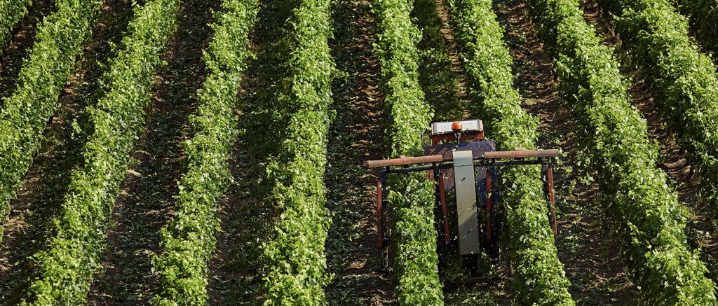 Apprendre les cépages et appellations de Bordeaux pour tout savoir sur le vin.