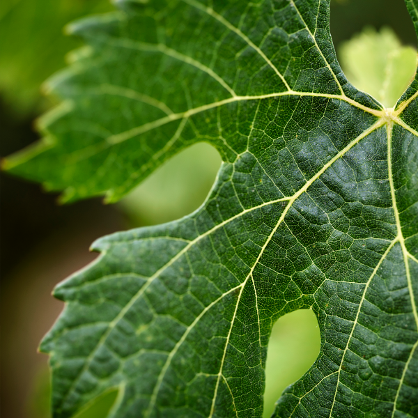 Tout savoir sur le vin et le terroir bordelais