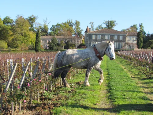 Château Troplong Mondot