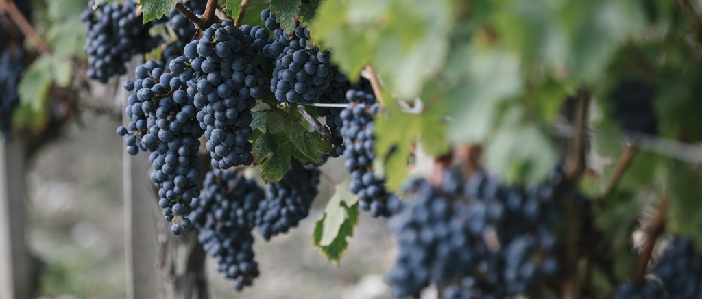 Cépages bordelais pour vin rouge de Bordeaux